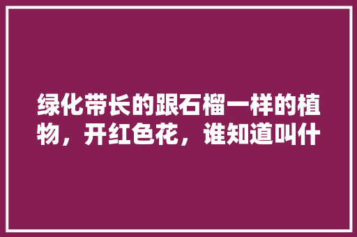 绿化带长的跟石榴一样的植物，开红色花，谁知道叫什么名字啊「紫金房屋吊顶装修技巧视频」 绿化带长的跟石榴一样的植物，开红色花，谁知道叫什么名字啊「紫金房屋吊顶装修技巧视频」 MI家设计指南
