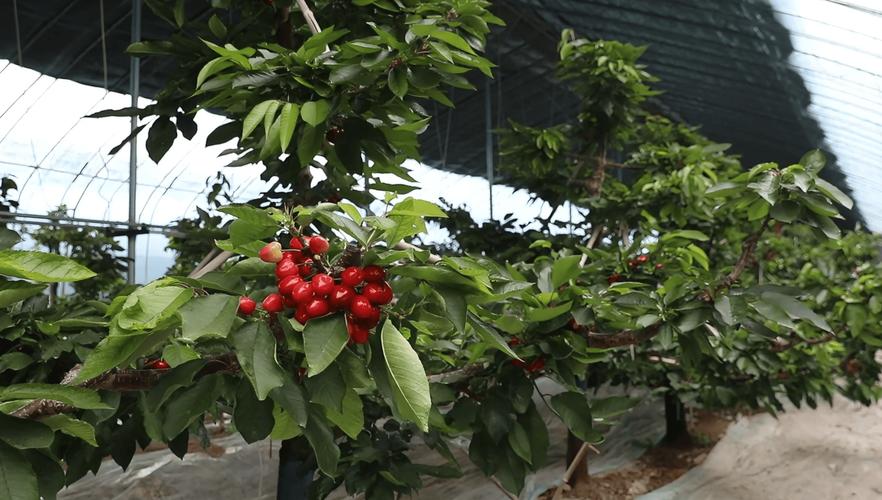 打造生态家园,樱桃种植基地焕新颜_绿色装修引领农业现代化 MI家装修经验 打造生态家园,樱桃种植基地焕新颜_绿色装修引领农业现代化 打造生态家园,樱桃种植基地焕新颜_绿色装修引领农业现代化 MI家装修经验