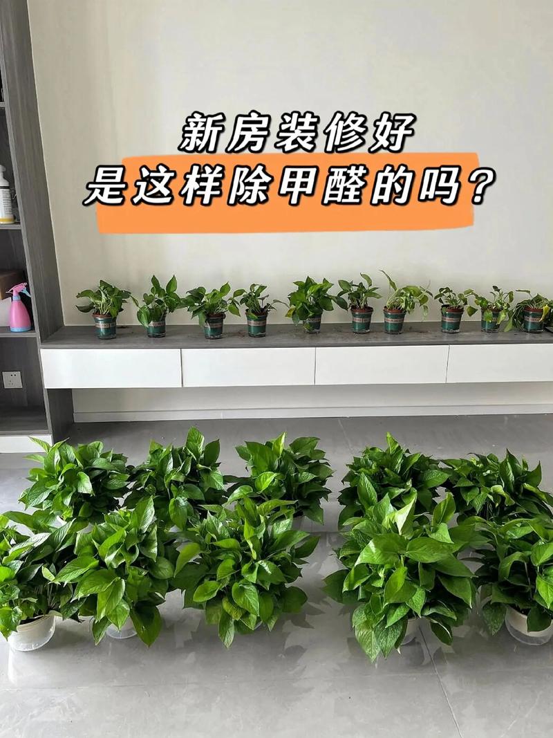 绿色家居新选择_详细评测装修用活性炭品牌,为你打造清新生活环境 MI家设计指南 绿色家居新选择_详细评测装修用活性炭品牌,为你打造清新生活环境 绿色家居新选择_详细评测装修用活性炭品牌,为你打造清新生活环境 MI家设计指南